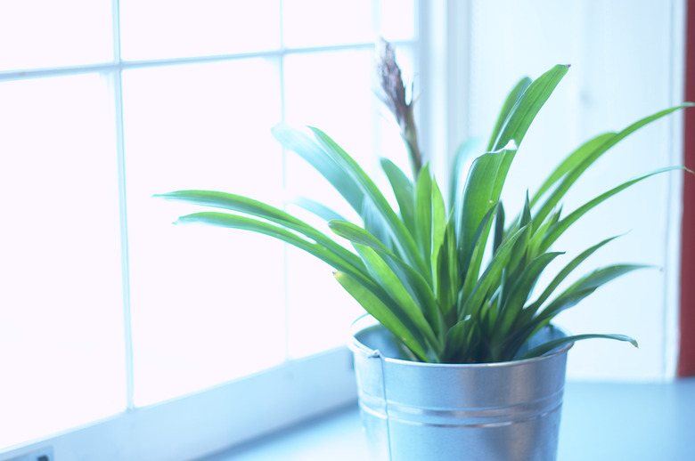 Houseplant getting sunlight in window