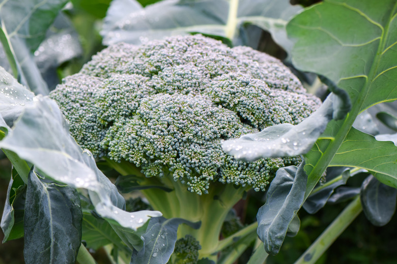 Broccoli Plant Growing In Vegetable Garden