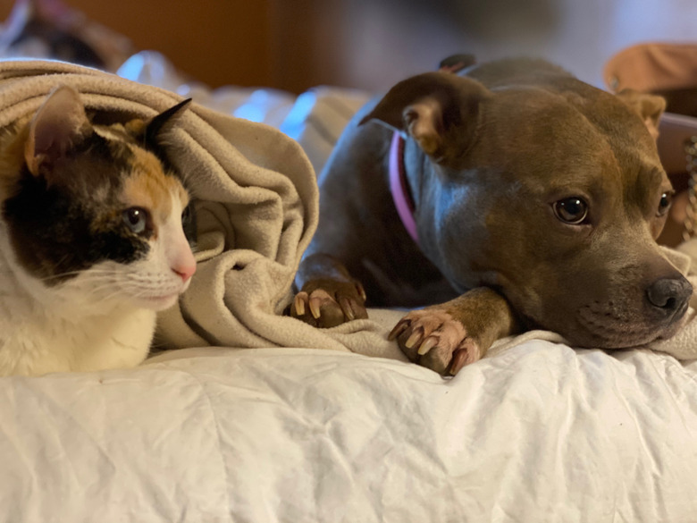 Blanket-snuggling dog and cat.