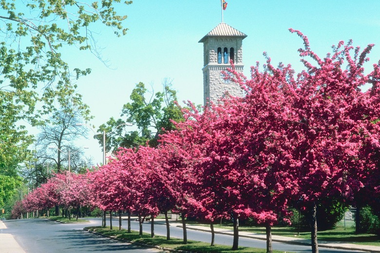 Crabapple trees lining a street.