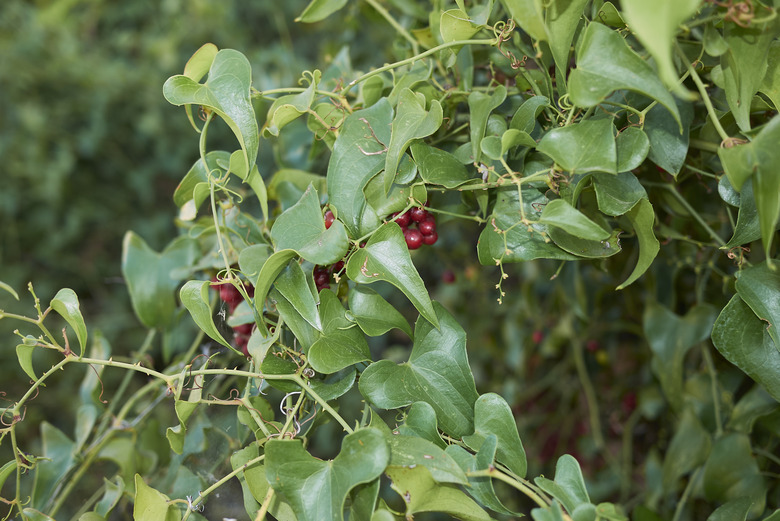 Smilax aspera branch closeup.