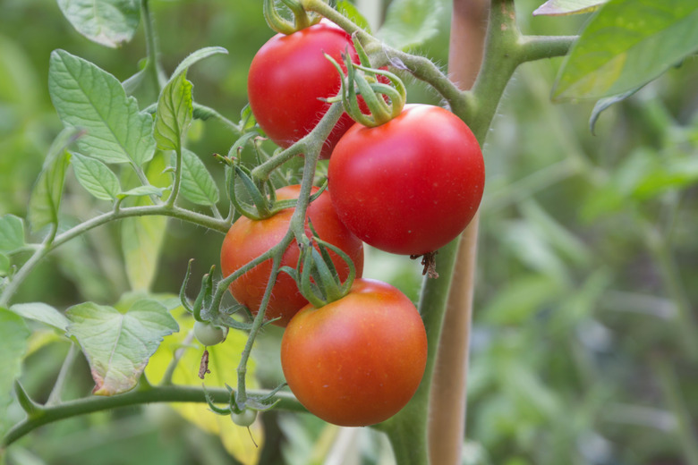 Close-Up Of Red Tomatoes Growing On Tree