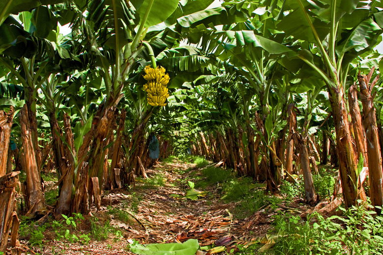 Banana Plantation