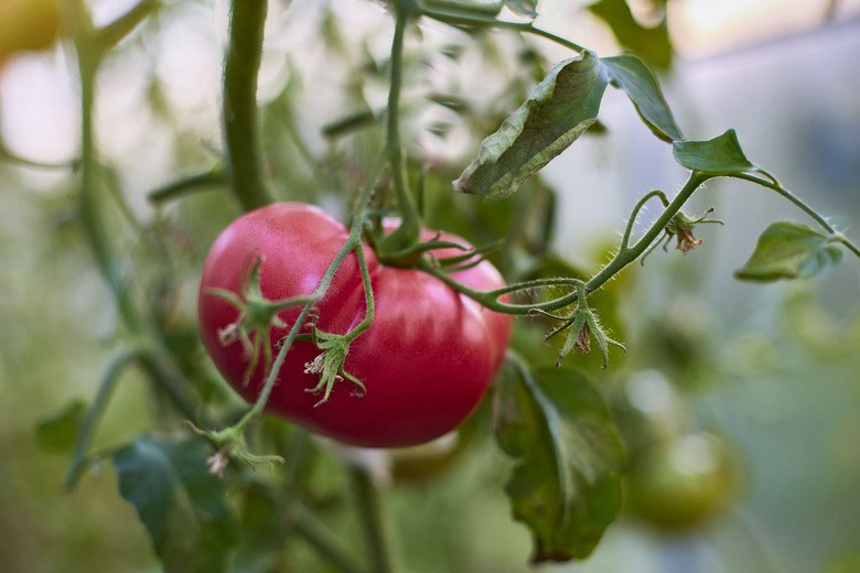 Big ripe red tomato on garden plant.