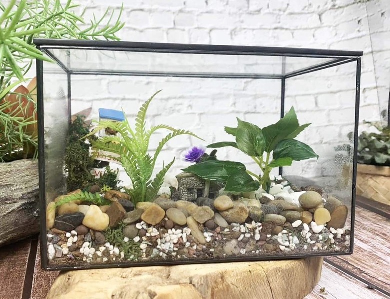 Leudbald glass terrarium.