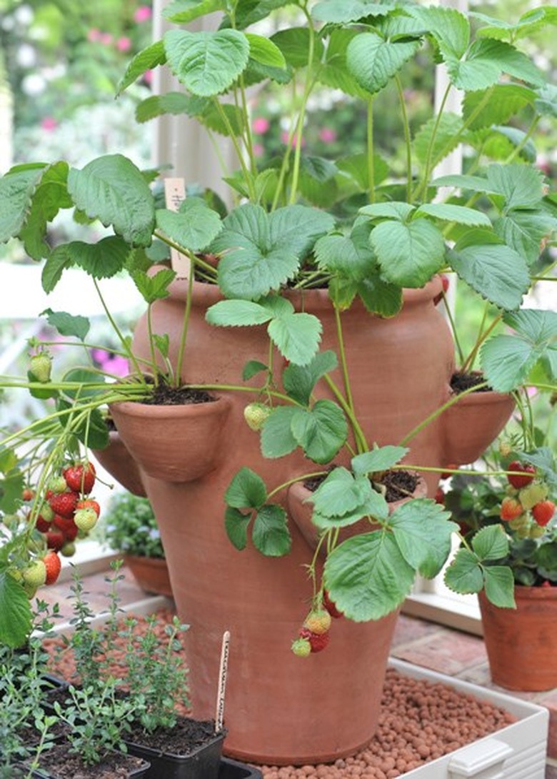 Strawberry pot.