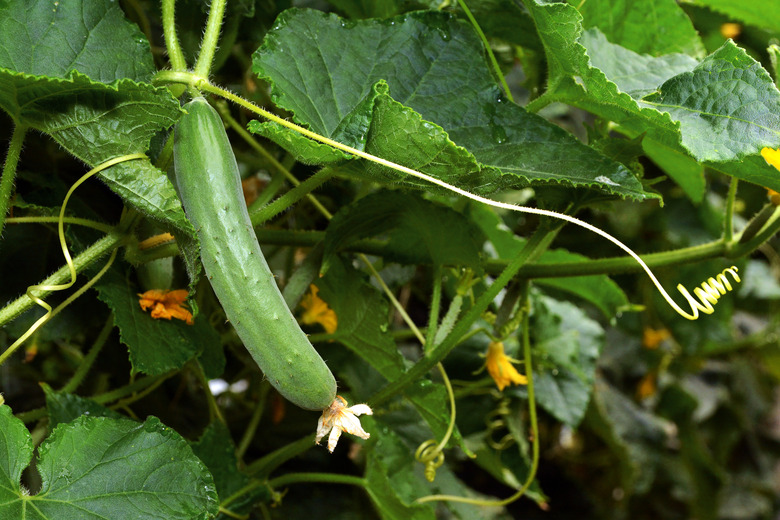 Close-Up Of Wet Plant Leaves