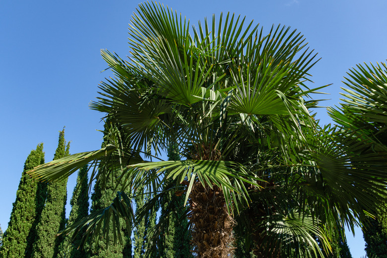 Chinese windmill palm (Trachycarpus fortunei) or Chusan palm with rows Mediterranean Cypress (Cupressus sempervirens) around in landscape park in Partenit, Crimea.