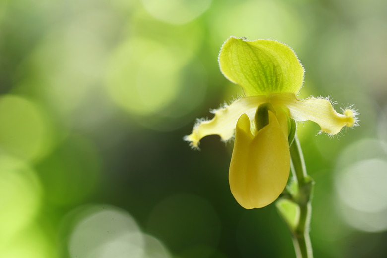 The species orchids is Paphiopedilum primulinum album on nature background, selective focus. Natural background with beautiful Paphiopedilum primulinum is a species of orchid endemic to Sumatra.