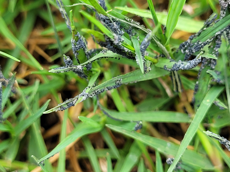 Grass With Slime Mold