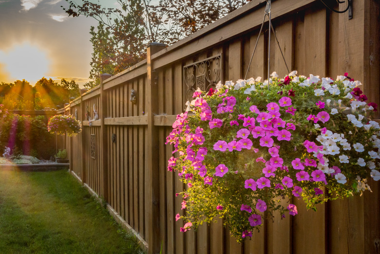 Flowering petunias