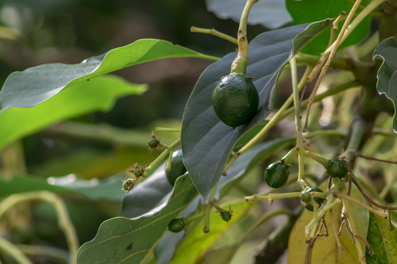 Avocado trees bloom from January through April on plants that are as young as a year old up to 13 (or more) years old.