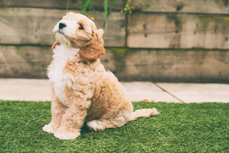 Adorable nine-week-old cockapoo puppy sitting in yard.