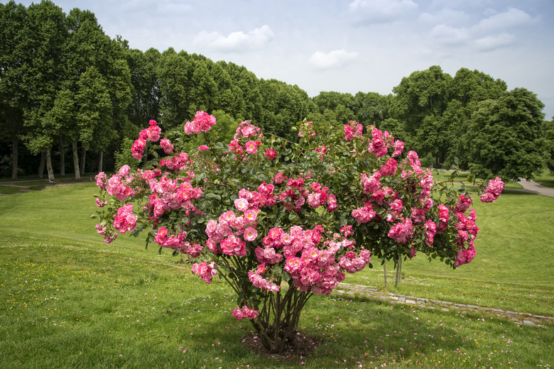 Roses in a park