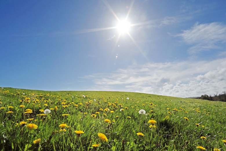 Wild meadow on summers day