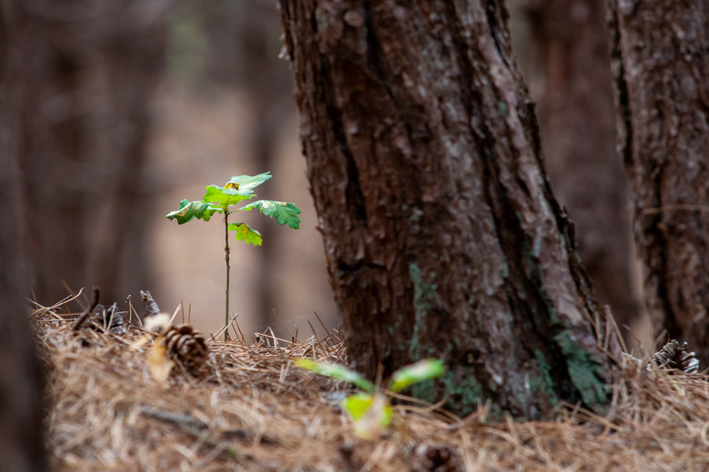 Small oak plant in a forest. between the pine needles and pine cones