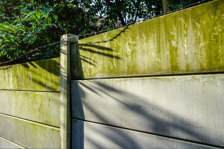 Morning sun shines on concrete fence with green algae and barbed wire on top.