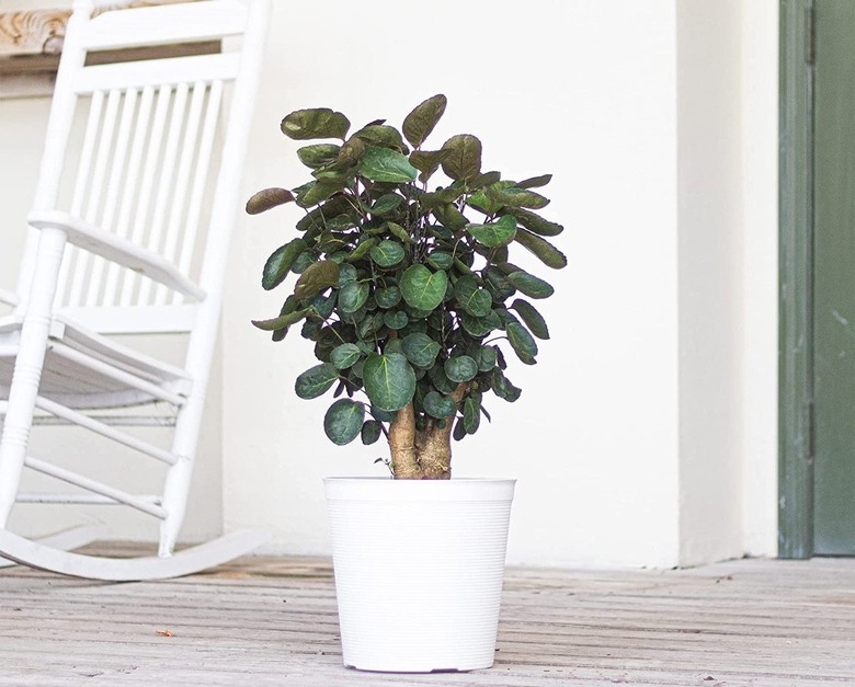 Aralia Fabian Stump In White Pot On Porch