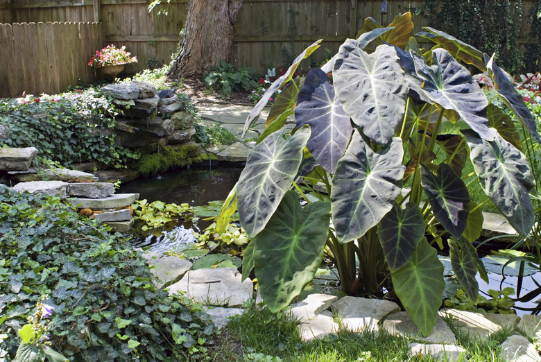 Garden Pond with Colocasia