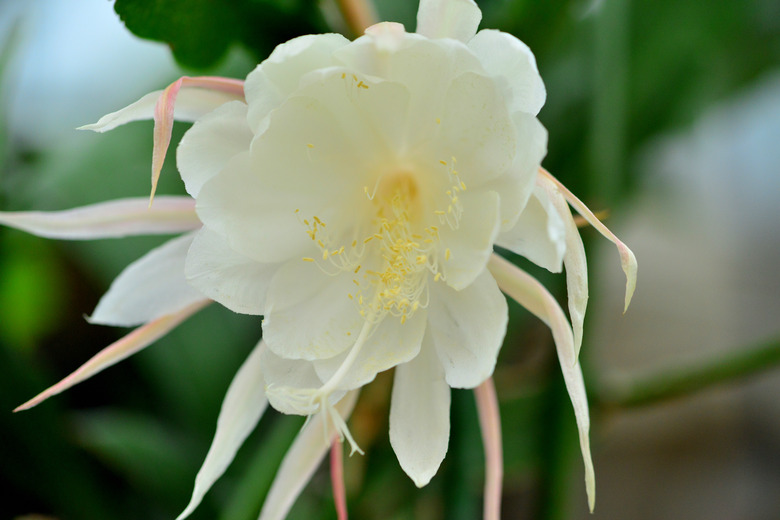 Epiphyllum oxypetalum / Queen of the Night / Dutchman's Pipe Cactus