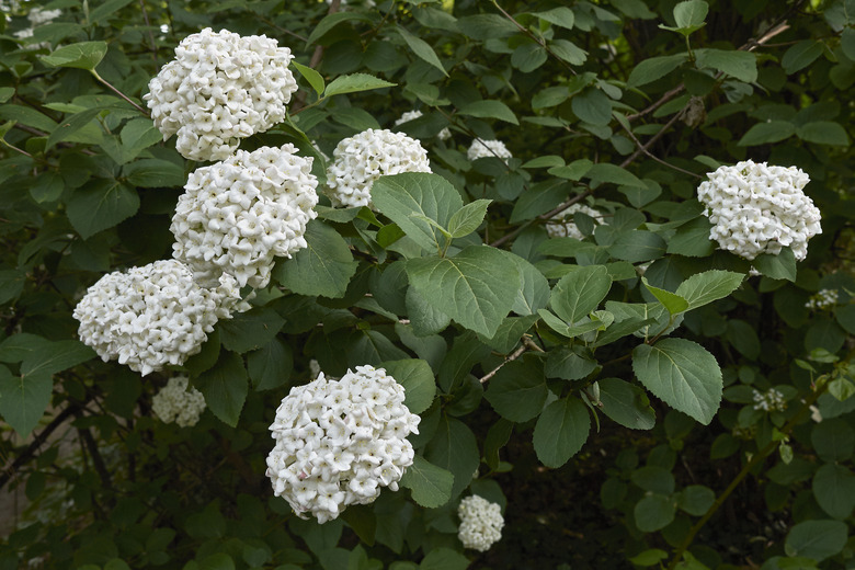 Chinese snowball shrub