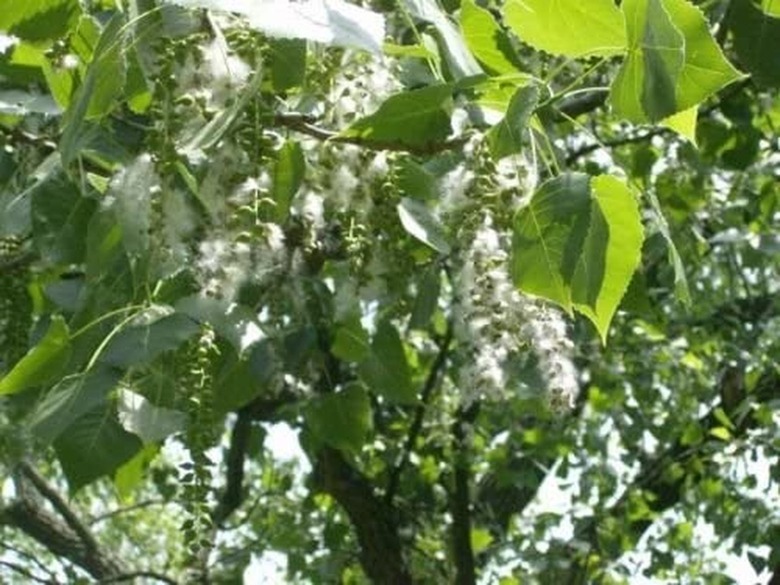 Eastern Cottonwood Tree