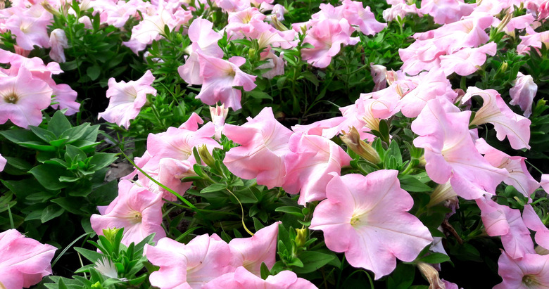 Colorful and bright blooming Petunia flowers (Petunia hybrida)