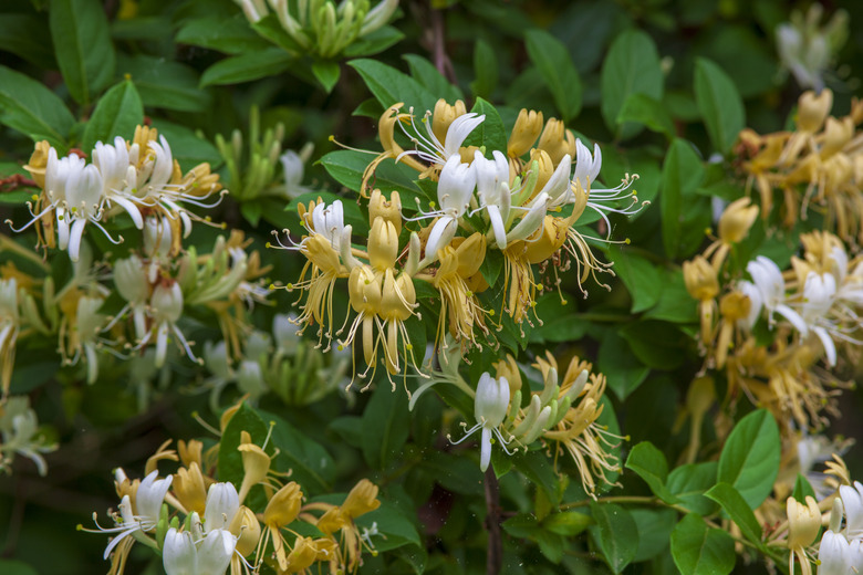 Lonicera japonica - Wild Japanese Honeysuckle flowers blooming in the springtime