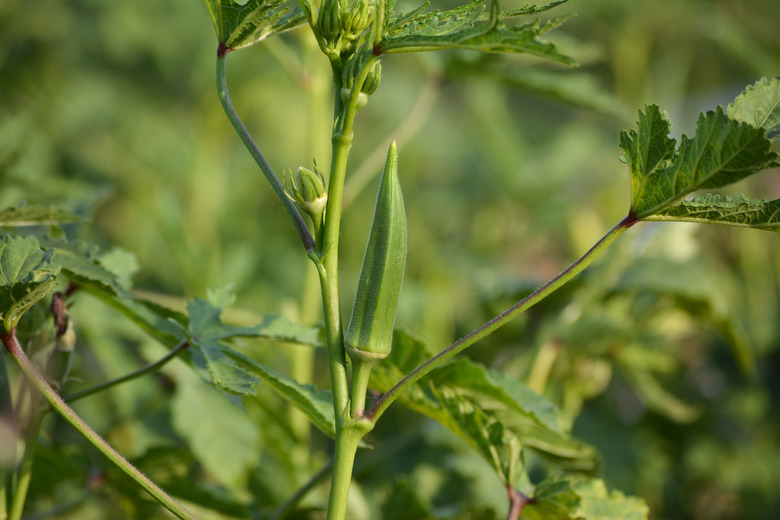 Okra or lady