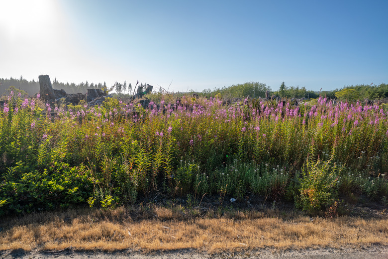 Landscaping a "defensible space" may slow the spread of wildfires