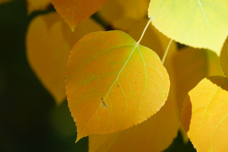 Aspen leaves closeup.