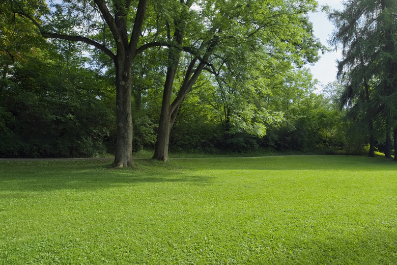 Green park with large old decideous trees and shaded areas.