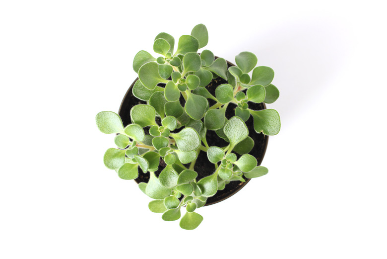 Crassula