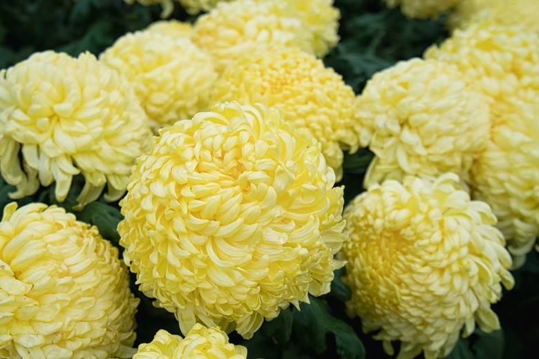 Closeup of Chrysanthemum pink big and round flowers with many petals.