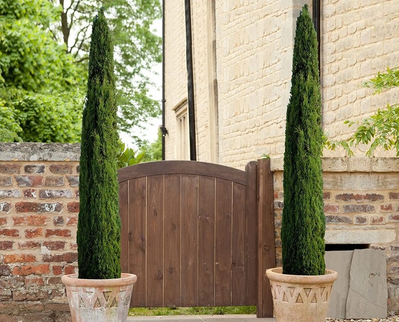 Italian cypress trees (Cupressus sempervirens).