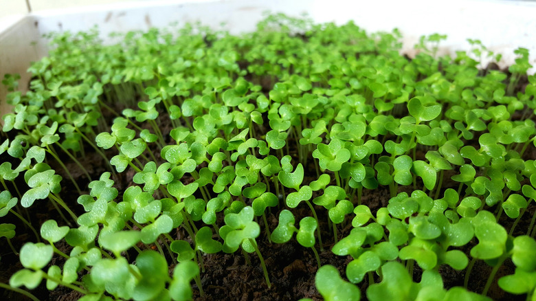 Close-Up Of Clover Growing In Yard