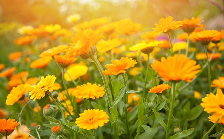 Blurred summer background with flowers calendula