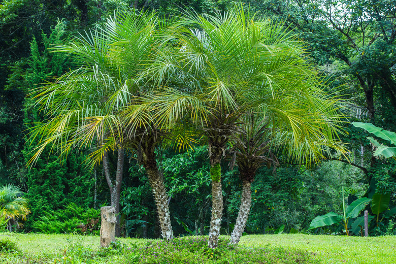 Pygmy Date Palm (Phoenix roebelenii)