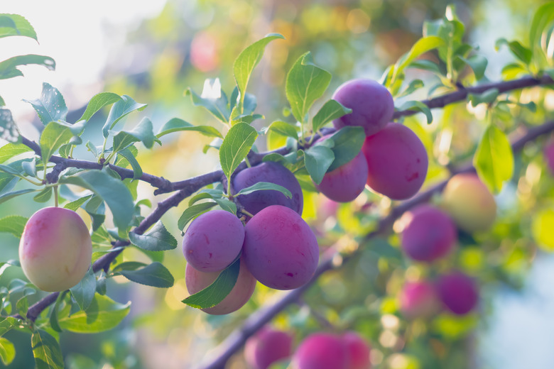 Purple cherry plums ripen on the tree.