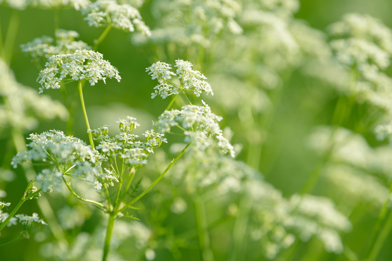 Anise flower field. Food and drinks ingredient.