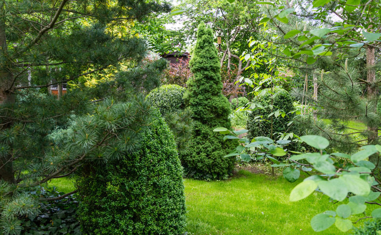 Landscaped garden with evergreens and lawn in spring time. Many boxwood trees Buxus sempervirens with young green foliage. Picea glauca Conica and Pinus parviflora Glauca in Peaceful atmosphere.