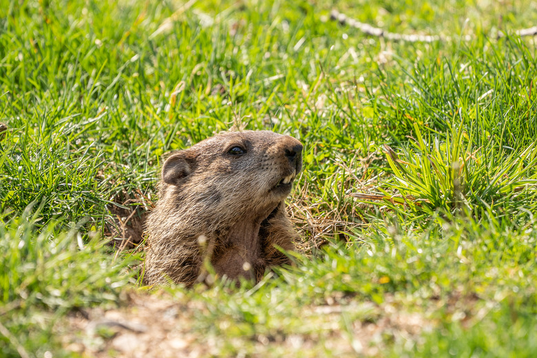 Groundhog emerging from den.