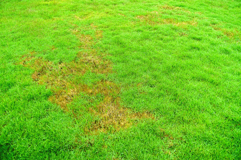 Nature, Green lawns, lawns, Background, surface, Rotten, pathogen