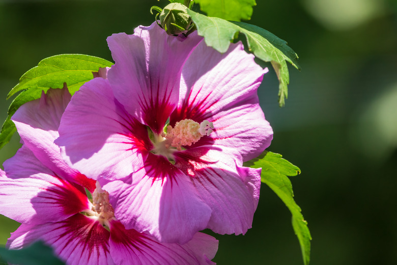 Pink flowers of Hibiscus moscheutos plant closeup.