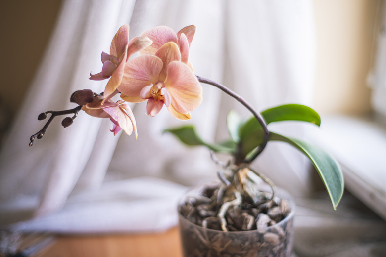 Phalaenopsis orchid flowers white pink,