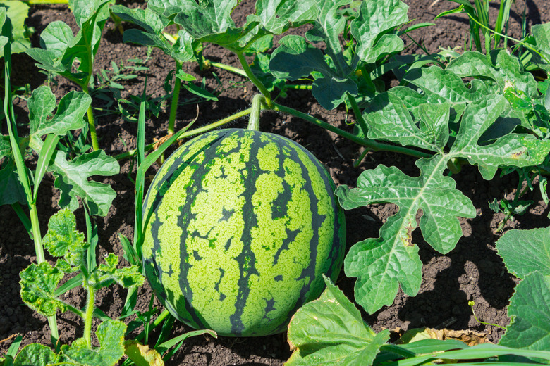 Watermelon on vine.