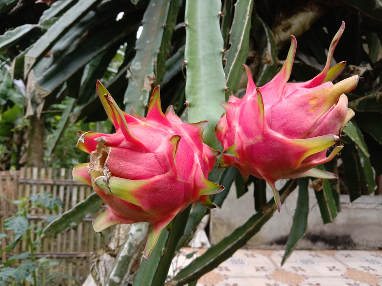 Red dragon fruit on plant.