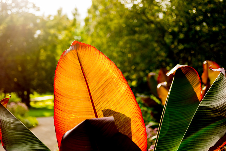 Huge orange and red leaf