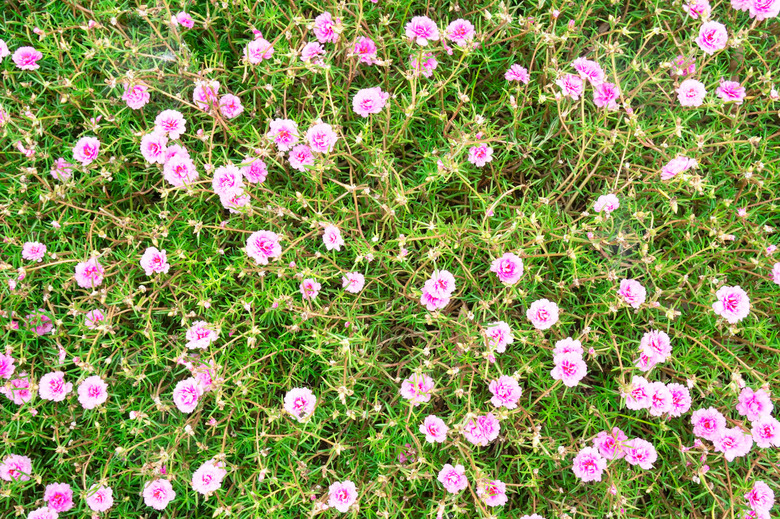 top view green and pink Portulaca grandiflora (Portulaca, Moss Rose, Sun plant, Sun Rose) for background