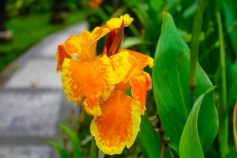 Canna Yellow King Humbert Burbank. Canna closeup.